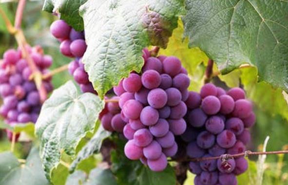 水果生鮮代運營公司 水果生鮮代運營公司