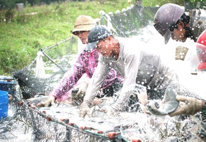 水產(chǎn)養(yǎng)殖品牌的營(yíng)銷策略方案 水產(chǎn)養(yǎng)殖品牌的營(yíng)銷策略方案