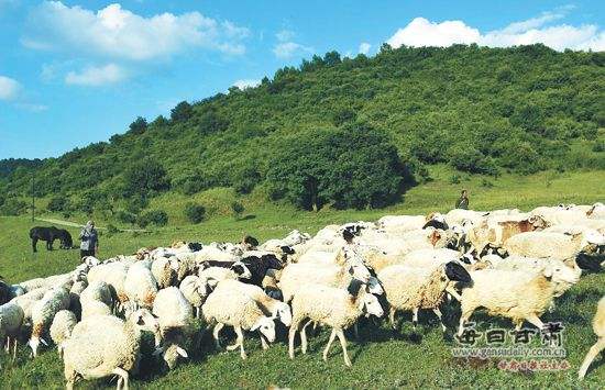 農(nóng)業(yè)品牌策劃公司需要培養(yǎng)這樣的團(tuán)隊(duì)嗎？