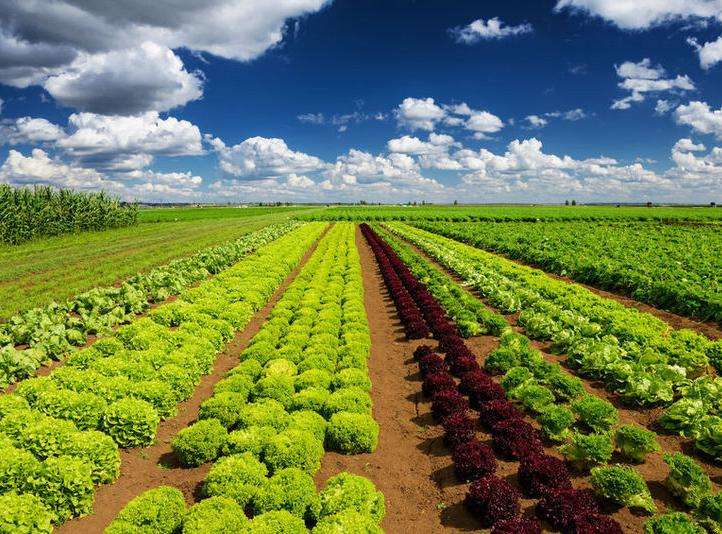 農(nóng)產(chǎn)品品牌設(shè)計(jì)有多重要？