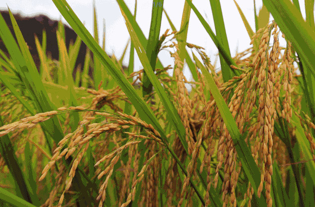 農(nóng)業(yè)品牌策劃公司哪家好？