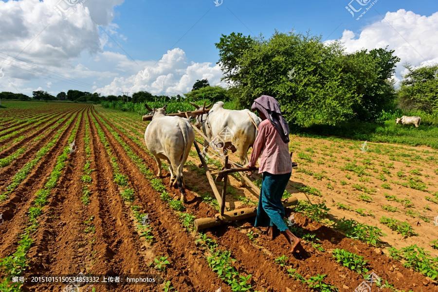 農(nóng)業(yè)品牌策劃 農(nóng)業(yè)品牌策劃