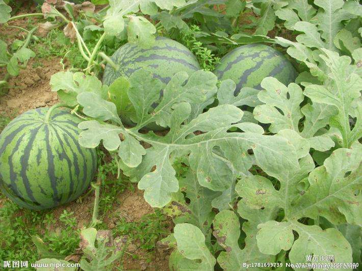 農(nóng)業(yè)品牌策劃，農(nóng)產(chǎn)品品牌策劃，西瓜農(nóng)業(yè)品牌策劃