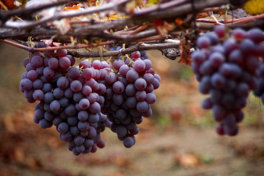 農(nóng)業(yè)品牌營銷，葡萄品牌營銷