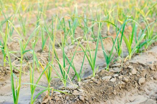 農(nóng)業(yè)品牌策劃 農(nóng)業(yè)品牌策劃