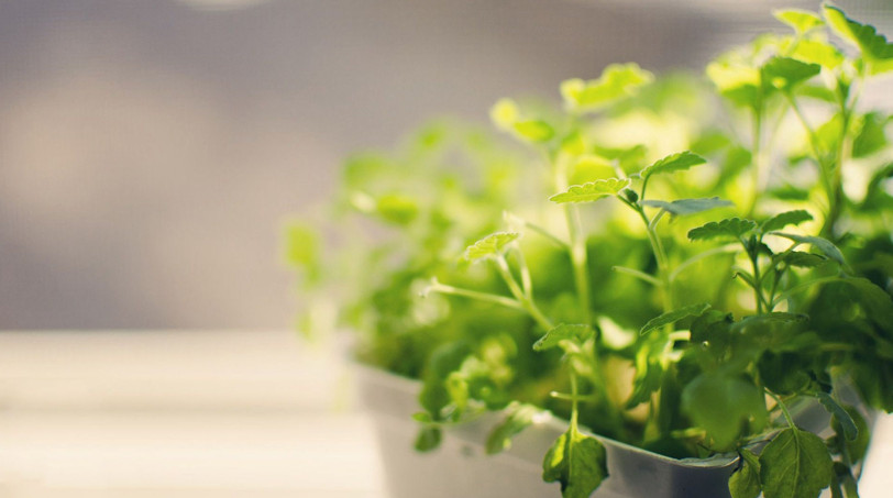 上海綠植租賃公司有哪些 上海綠植租賃公司有哪些