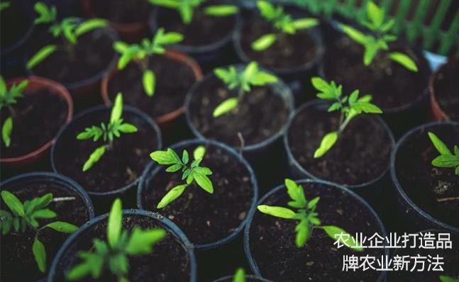 農業(yè)企業(yè)打造品牌農業(yè)新方法 農業(yè)企業(yè)打造品牌農業(yè)新方法
