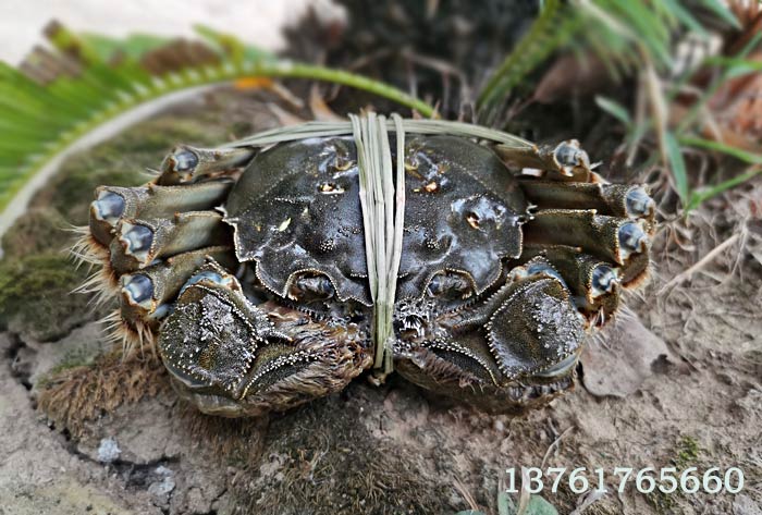 黃浦江大閘蟹_松江泖港的大閘蟹喜迎豐收 黃浦江大閘蟹_松江泖港的大閘蟹喜迎豐收