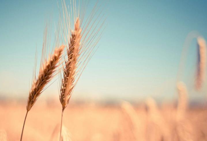 農(nóng)業(yè)發(fā)展戰(zhàn)略策劃 農(nóng)產(chǎn)品品牌策劃設(shè)計(jì)公司 農(nóng)業(yè)發(fā)展戰(zhàn)略策劃 農(nóng)產(chǎn)品品牌策劃設(shè)計(jì)公司