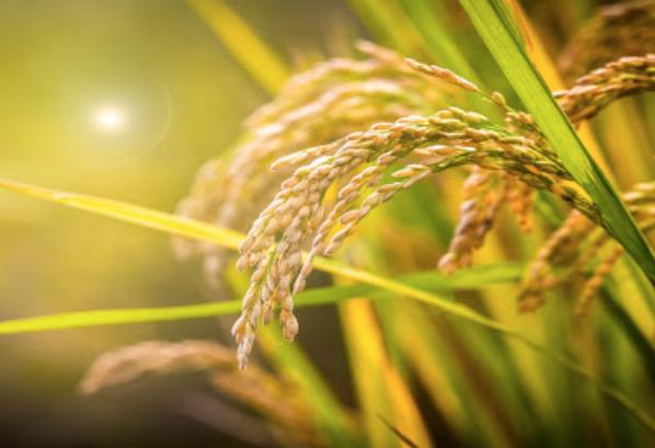 農(nóng)業(yè)發(fā)展戰(zhàn)略策劃 農(nóng)產(chǎn)品品牌策劃設(shè)計(jì)公司 農(nóng)業(yè)發(fā)展戰(zhàn)略策劃 農(nóng)產(chǎn)品品牌策劃設(shè)計(jì)公司