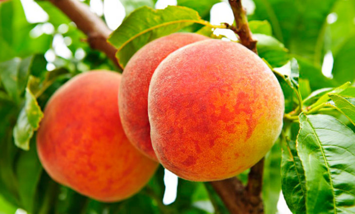 農(nóng)業(yè)全案營銷咨詢 農(nóng)業(yè)全案營銷咨詢