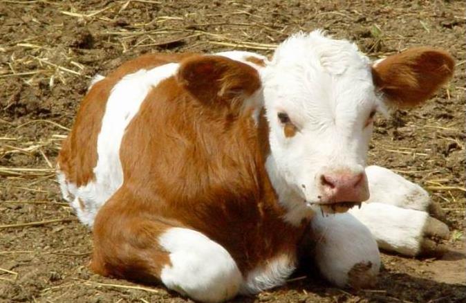 肉牛產(chǎn)業(yè)全案營銷策略 肉牛產(chǎn)業(yè)全案營銷策略