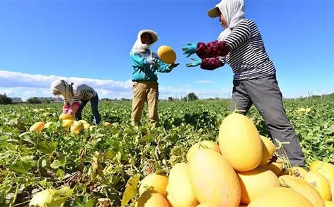 農(nóng)業(yè)品牌全案營(yíng)銷應(yīng)保障農(nóng)民的基本利益 農(nóng)業(yè)品牌全案營(yíng)銷應(yīng)保障農(nóng)民的基本利益