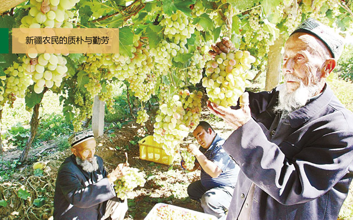 有機農產(chǎn)品策劃