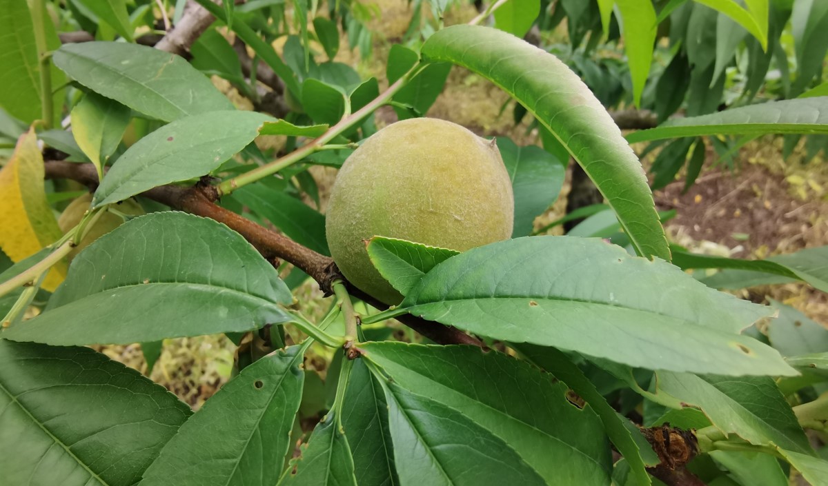 水蜜桃產(chǎn)業(yè)發(fā)展機(jī)會(huì)與品牌農(nóng)業(yè)建設(shè)策劃指南 水蜜桃產(chǎn)業(yè)發(fā)展機(jī)會(huì)與品牌農(nóng)業(yè)建設(shè)策劃指南