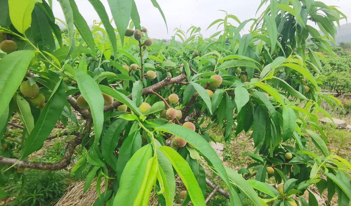 水蜜桃產(chǎn)業(yè)發(fā)展機(jī)會(huì)與品牌農(nóng)業(yè)建設(shè)策劃指南 水蜜桃產(chǎn)業(yè)發(fā)展機(jī)會(huì)與品牌農(nóng)業(yè)建設(shè)策劃指南