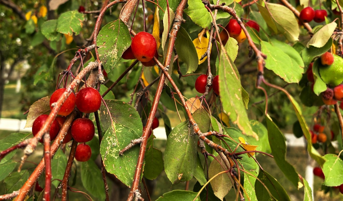 新疆水果企業(yè)全國(guó)知名品牌營(yíng)銷戰(zhàn)略方案